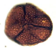Brochotriletes sp., spore diameter approximately 50μm(Copyright owned by University of Sheffield).