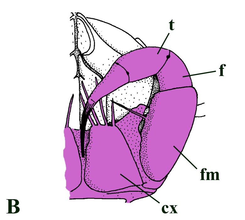 Line drawing of the head (second maxilla omitted) and forcipules (highlighted in purple) of the extant Scutigera coleoptrata (B) (after Lewis 1981) for comparison. Shown are the coxosternite (cx), femuroid (fm), femur (f) and tibia (t).