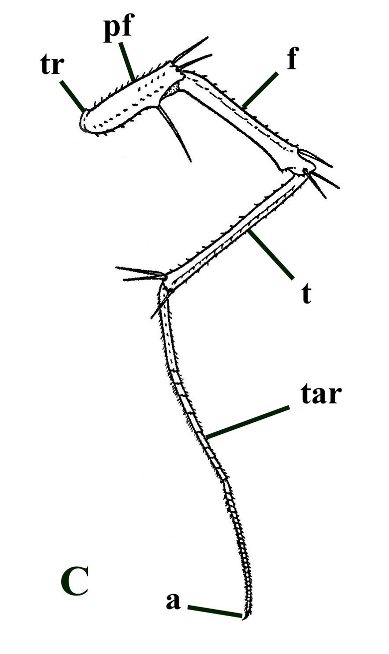 Line drawing of a trunk appendage of the modern scutigeromorph Scutigera coleoptrata (C) for comparison; showing trochanter (tr), prefemur (pf), femur (f), tibia (t), multi-segmented tarsus (tar) and apical claw (a) (after Snodgrass 1952).