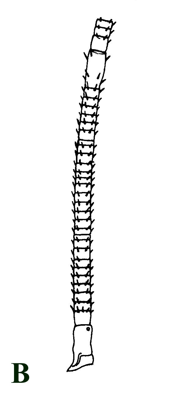 Comparative line drawing of an antenna of the modern scutigeromorph Scutigera coleoptrata (B) (after Lewis 1981).