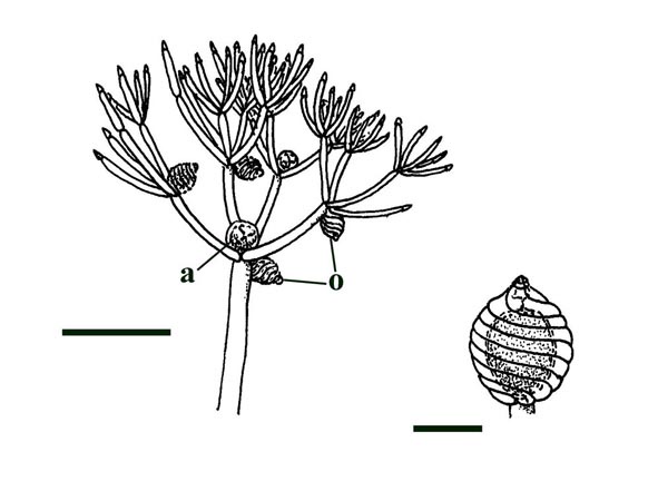 Line drawings of a fertile axis of the extant Nitella gracilis showing oogonia (o) and antheridia (a) (left) (scale bar = 1mm) and close-up of an oogonium (right) (scale bar = 250µm) (based on Groves & Bullock-Webster 1920).