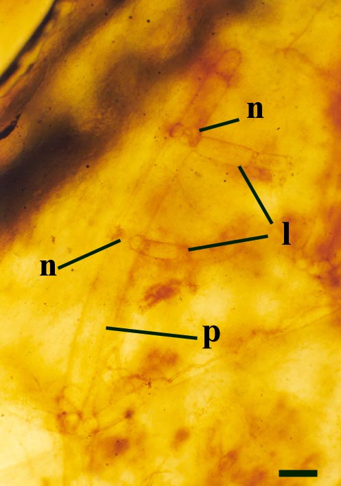 Palaeonitella cranii in Windyfield chert showing primary axes (p) with numerous clusters of nodal cells (n) and lateral branches (l) (scale bar = 150µm).