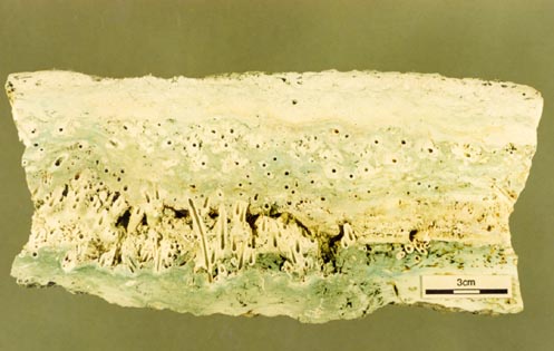 A polished slab of recent sinter from New Zealand showing upright moulds of plant stems coated by amorphous opaline silica.