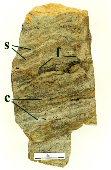 Tabular bed of laminated chert showing wavy and crenulated laminae of chert (c) with fine sandstone partings (s). Notice also the syn-sedimentary fracturing and brecciation in this bed (f).