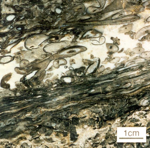 Polished slab of Rhynie chert showing variations in plant preservation: well preserved Aglaophyton rhizomes, uncompacted in an open framework of milky chert (centre) and flattened partially decayed stems (bottom).
