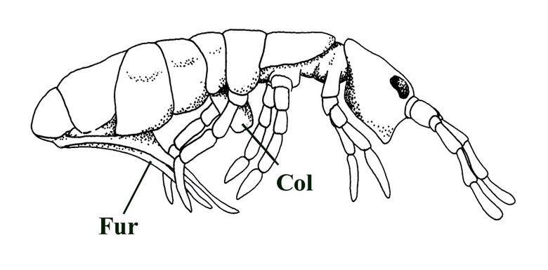 A modern collembolan or 'springtail'. Notice the ventral  fork-like furcula or 'spring' (Fur) towards the back of the animal and the ventral tube-like collophore (Col). Compare this image with the Rhyniella images below.
