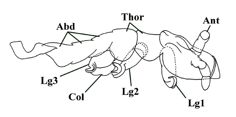 Sketch of a probable exuva (moult) of the springtail Rhyniella praecursor, showing head with antennae (Ant), thorax (Thor) with three pairs of legs (Lg1 - Lg3), and the anterior segments of the abdomen (Abd) with the ventral tube or collophore (Col) attached to the first abdominal segment (after Scourfield 1940a & b).