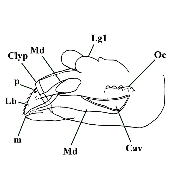 Slightly ventral view of head showing mandibles (Md) and mandibular cavity (Cav). Labrum (Lb) attached to clypeus (Clyp) by two small processes (p). Position of mouth (m), ocelli (Oc) and part of first left leg (Lg1) also shown (after Scourfield 1940).