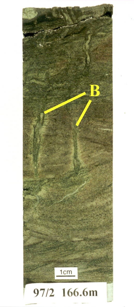Vertical burrows (B) cutting ripple laminated sandstone.