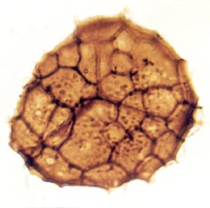 Above: Dictyotriletes sp., spore diameter approximately 50μm (Copyright owned by University of Sheffield).