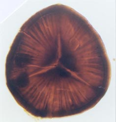 Emphanisporites sp., spore diameter approximately 60μm (Copyright owned by University of Sheffield).