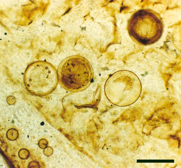 Fungal hyphae and spore cysts in a stem of Asteroxylon mackiei. Two species of fungi appear to be present, the smaller cysts (bottom left) are probably Palaeomyces asteroxyli, the larger thick-walled cysts probably belong to Palaeomyces gordoni (scale bar = 200μm).