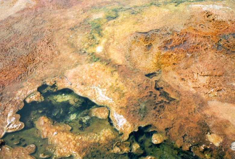 Cyanobacterial mat on a sinter apron (in this case the bacterium Phormidium) in West Thumb Basin, Yellowstone National Park. The dominantly orange colour is due to the presence of  carotenoids in the photosynthetic bacteria. The view is approximately 1 m across.
