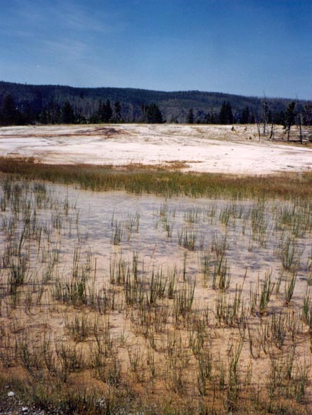 Ponded run-off from Daisy geyser (middle distance) creating a localised  wetland habitat on a degraded sinter surface, Yellowstone National Park.