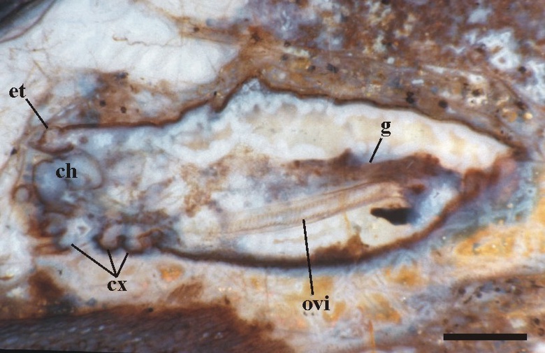 Longitudinal section through the body of a female harvestman showing the eye tubercle (et), chelicerae (ch), leg coxae (cx), and within the opisthosma the gut trace (g) and ovipositor (ovi). Click on image for a close-up  (scale bar = 1mm) (Copyright owned by University of Münster).