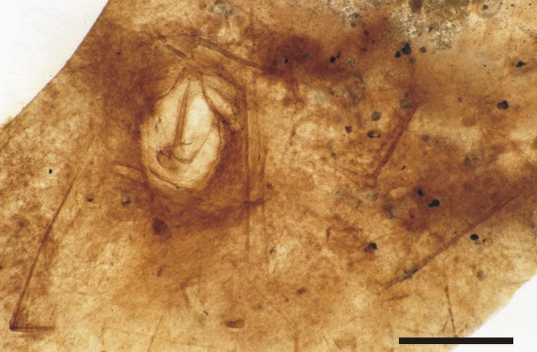 Male harvestman in Rhynie chert. Ventral view of opisthosoma and posterior-most coxae (upper left of centre) with numerous long leg podomeres in the surrounding chert matrix (scale bar = 1mm) (Copyright owned by University of Münster).