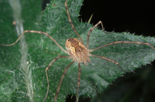 A modern harvestman, Mitopus morio. This image was taken from the web site BioImages, a virtual field guide illustrating the biodiversity of the UK (Copyright owned by Malcolm Storey).