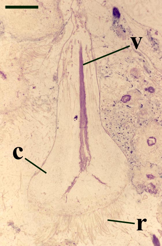 Horneophyton lignieri showing base of an aerial axis with vascular strand (v) and the corm-like rhizome (c) bearing numerous rhizoids (r) (scale bar = 2mm).