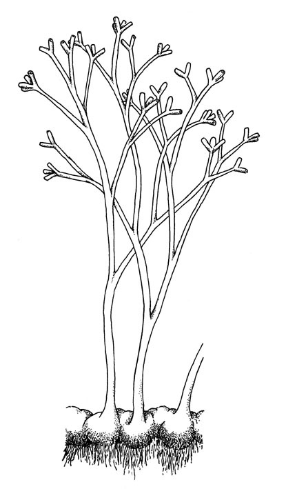 Diagrammatic reconstruction of the sporophyte Horneophyton lignieri showing bulbous corm-like rhizomes with rhizoids; dichotomously branching aerial axes and branching terminal sporangia (based on Eggert 1974).