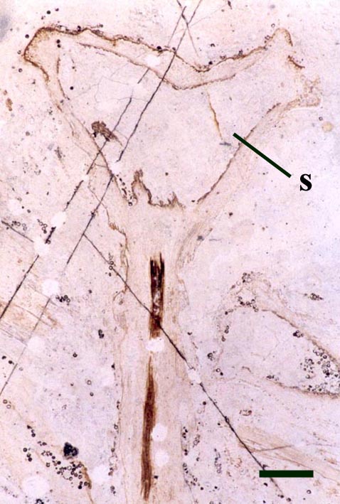 Aerial axis of Horneophyton showing sporangia (s) (scale bar = 1mm).