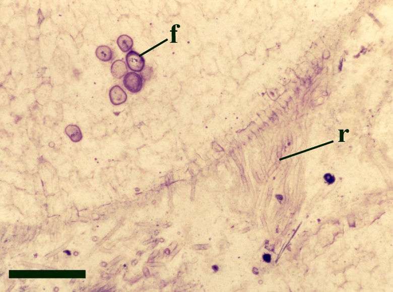 Horneophyton rhizome showing fungal cysts in the cortex (f) and rhizoids (r) (scale bar = 500μm).