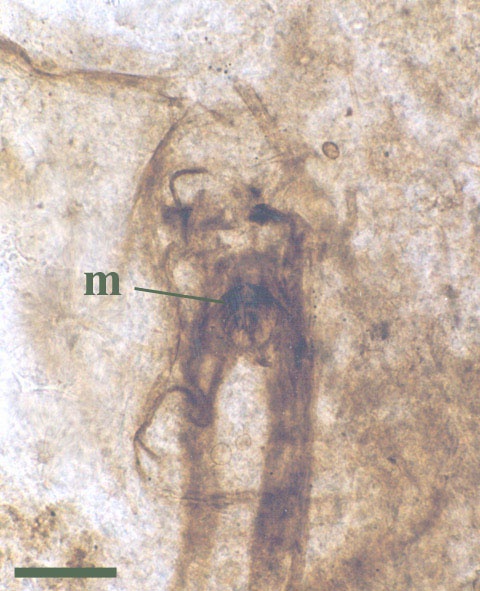 Type and only specimen of the pterygote insect Rhyniognatha hirsti (anterior towards the top) showing the sharp, bladed mandibles (m). The mandibles are directly comparable to those seen in the pterygote clade Metapterygota. Rhyniognatha is a relatively derived basal insect, and  may have possessed primitive wings (Engel & Grimaldi 2004)  (scale bar = 200μm) (Copyright owned by The Natural History Museum).