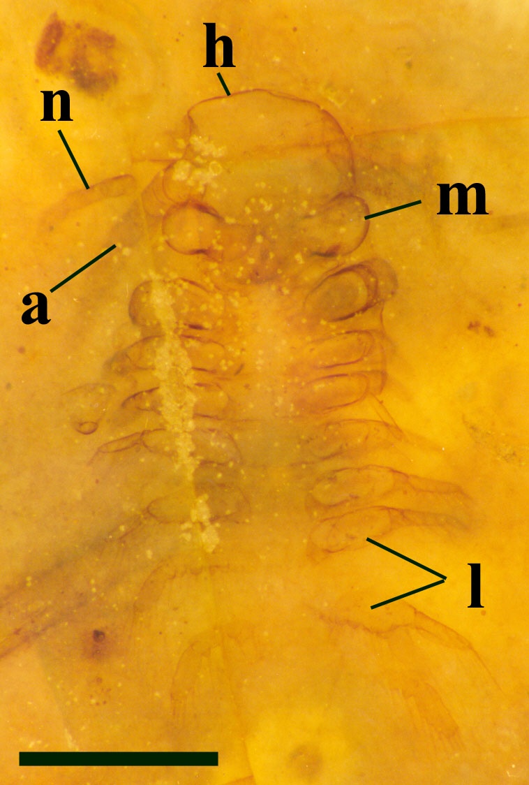 A slightly oblique longitudinal section from the dorsal aspect showing the head and anterior of the body of an articulated specimen of Lepidocaris. This is an adult female. Head capsule (h), dislocated first antenna (n), second antenna (a), mandibles (m), followed by the maxillulae, the leg-like maxillae, and at least six pairs of foliaceous biramous trunk limbs (l) are shown (scale bar = 500μm).