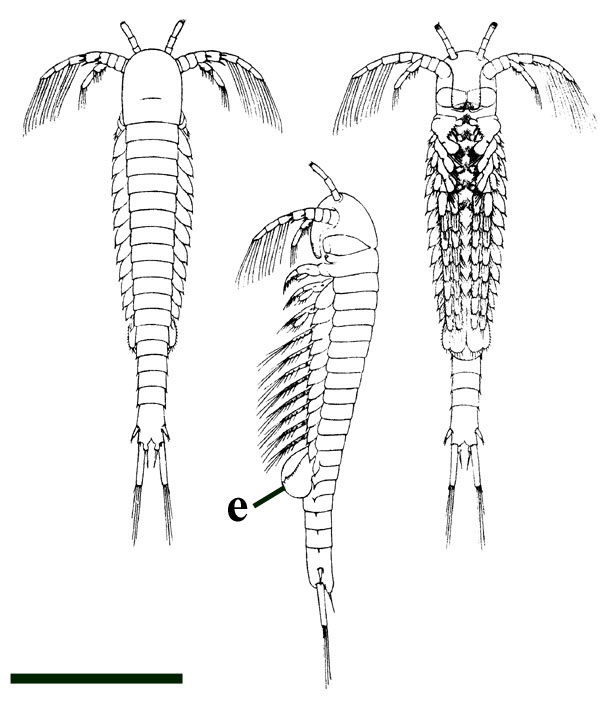 Reconstruction of the crustacean Lepidocaris rhyniensis. This is a female showing the brood pouch (e) (Scourfield 1926) (scale bar = 1mm).