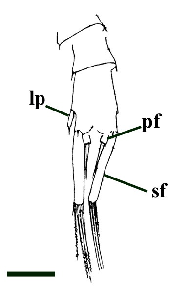 Tail of Lepidocaris showing a lateral process (lp), the short primary furcae (pf) and the longer secondary furcae (sf) (scale bar = 200μm) (after Scourfield 1926).