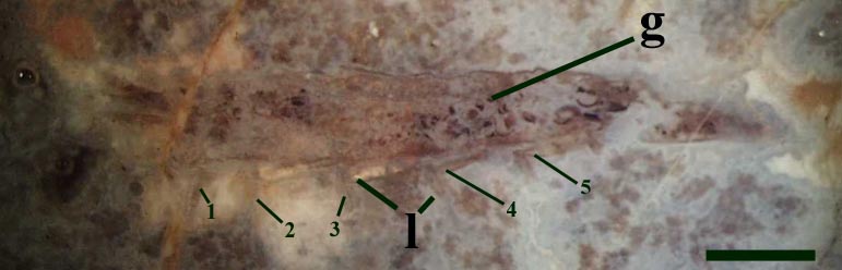 Longitudinal section of Leverhulmia mariae (anterior towards the left of photograph) showing trunk with gut contents (g) and uniramous appendages (l) comprising at least five pairs (1 - 5) (scale bar = 2mm).