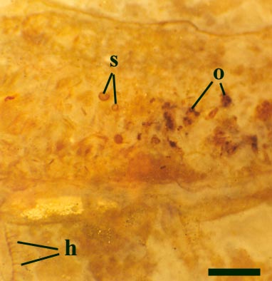 Close-up on gut contents in Leverhulmia showing spores (s) and macerated plant tissue (o). This view also shows the hairs on the tarsal segments of the legs (h) (scale bar = 500µm)