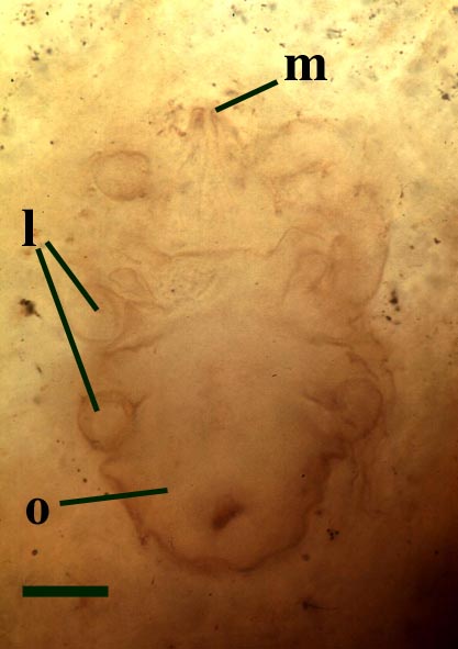 Ventral view of a tydeid mite, Palaeotydeus devonicus, from the Rhynie chert found within an empty sporangium; showing mouthparts (m), walking legs (l) and opisthosoma (o) (scale bar = 50μm) (Copyright owned by University of Münster).