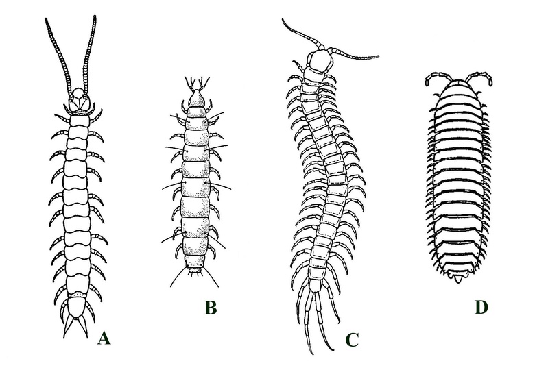 Some examples of extant myriapods (not shown to scale): A: Scutigerella immaculata, a symphylan; B: a pauropod; C: Otocryptops sexspinosa, a scolopendromorph centipede; D: a polydesmoid millipede (after Snodgrass 1952).