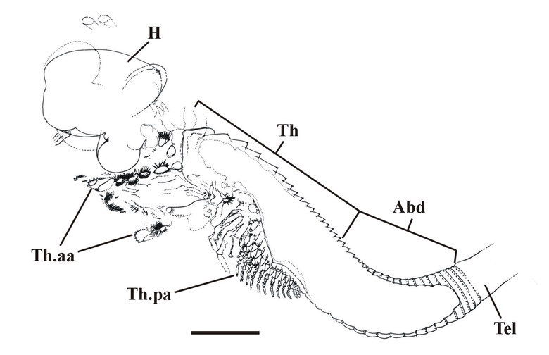 An almost complete specimen of Castracollis wilsonae with interpretative drawing, showing the multi-segmented thorax (Th) and abdomen (Abd), with the remains of the head (H). Also shown is the anterior series of long, raptorial  thoracic appendages (Th.aa) and the posterior series of short, phyllopodous,  thoracic appendages (Th.pa) (scale bar = 1mm).