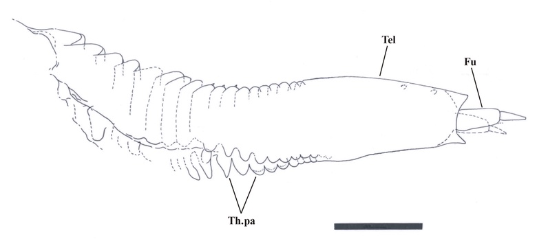 Drawing of the body and tail of a young individual showing very few abdominal segments. Abbreviations: Fu = furcal rami, Tel = telson, Th.pa = posterior thoracic appendages. Scale bar = 200mm.