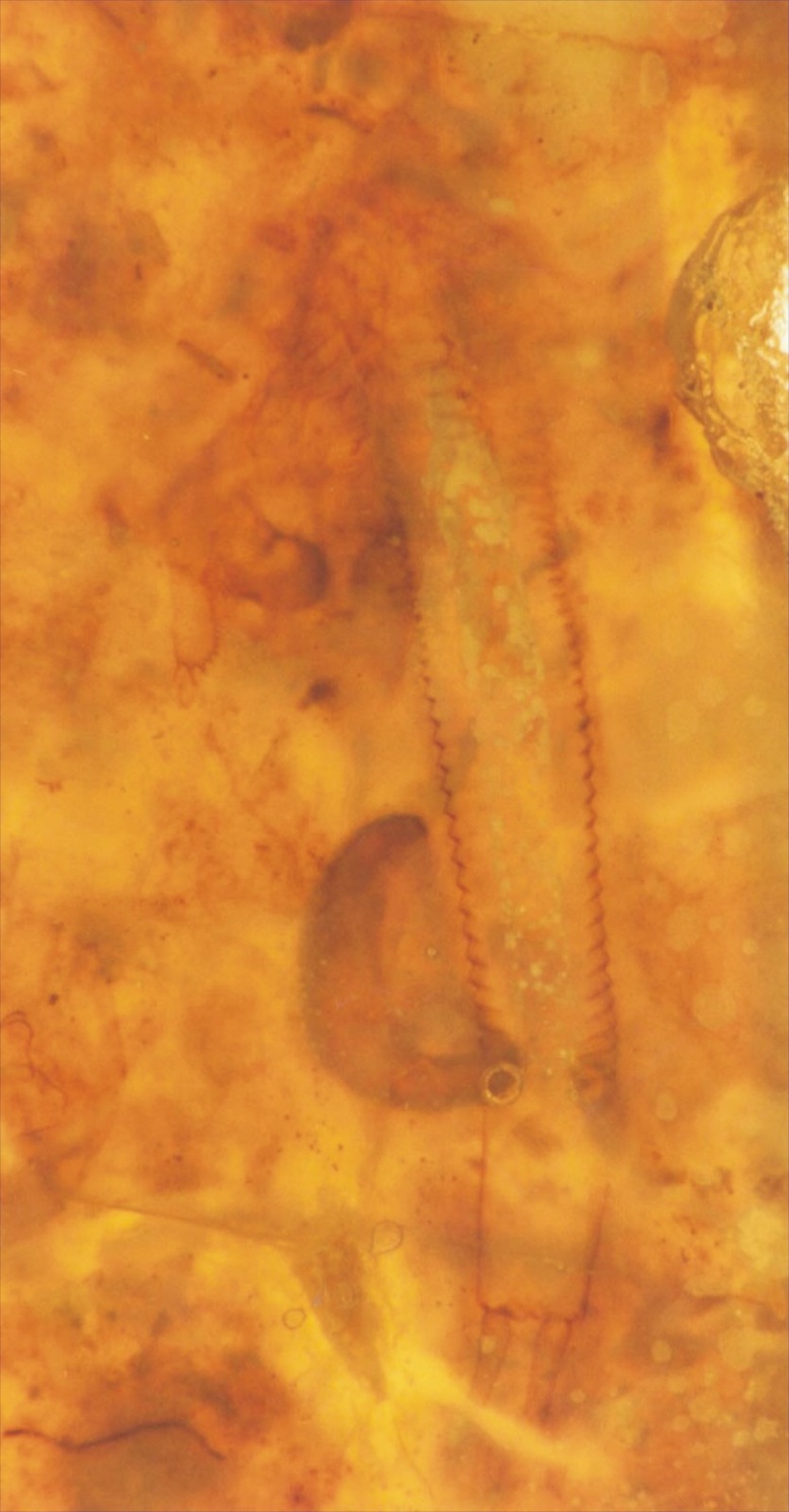 The holotype of Castracollis wilsonae