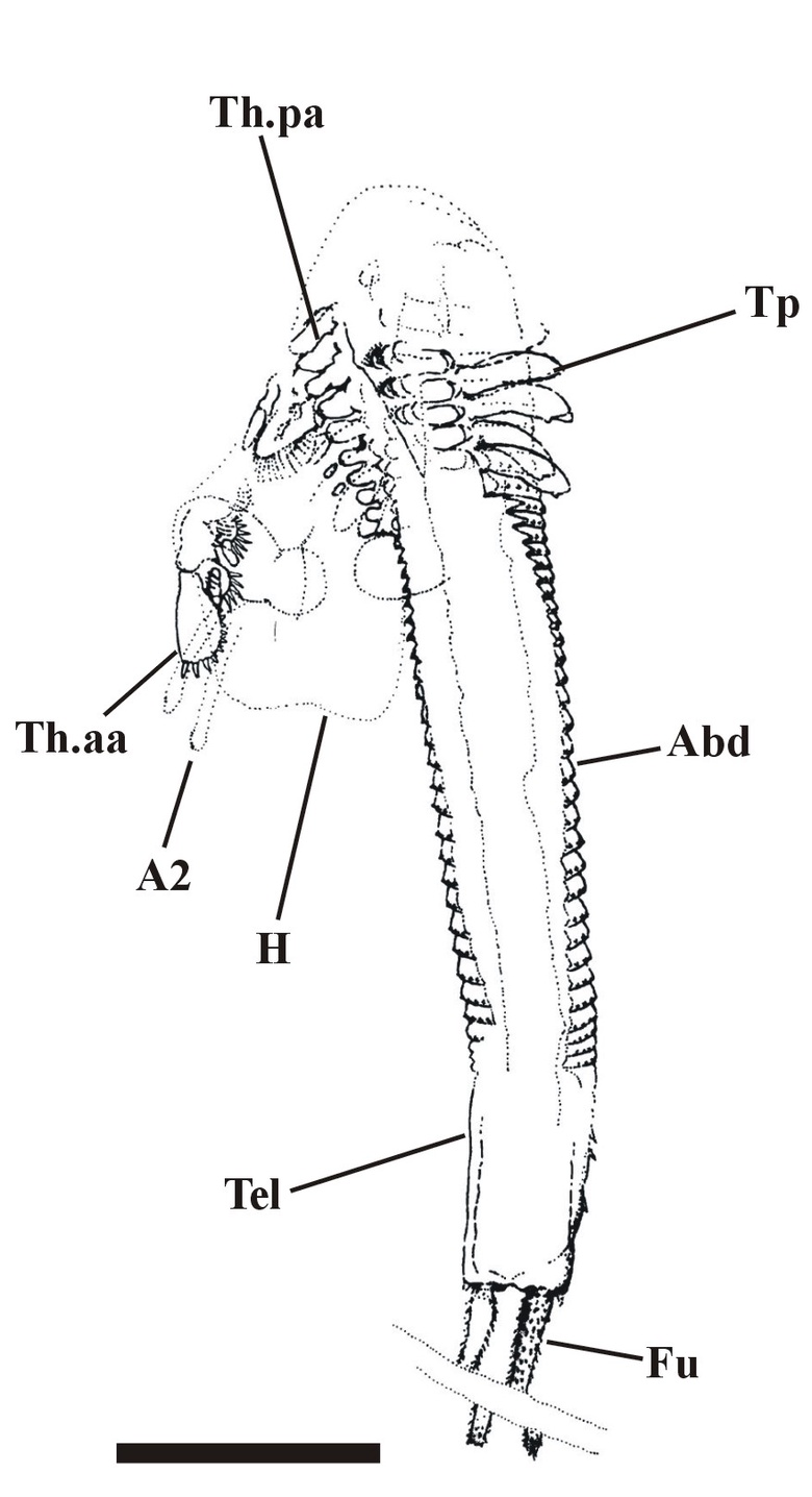 The holotype of Castracollis wilsonae. Abbreviations: A2 = second antenna, Abd = abdomen, Fu = furcal rami, H = head, Tel = telson, Th.aa = anterior thoracic appendages, Th.pa = posterior thoracic appendages, Tp = lateral scales. Scale bar = 1mm.