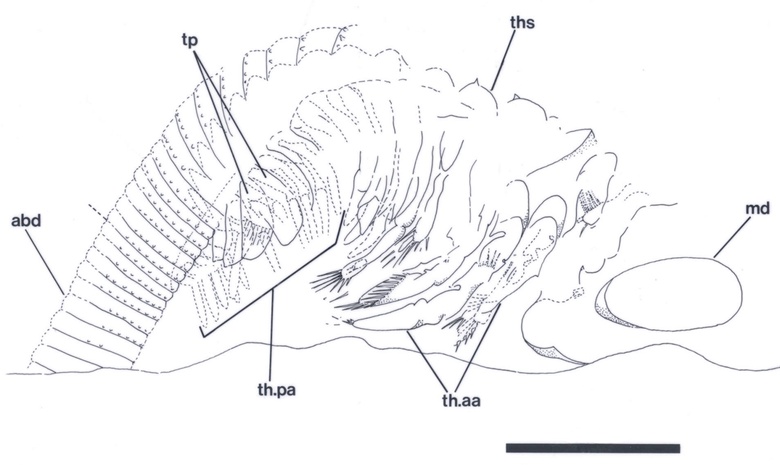 Longitudinal cross section of a near complete specimen, viewed from the right, showing the differentiation of the thoracic appendages into an anterior (th.aa) and posterior (th.pa) series. Also shown are segments of the thorax (ths) and lateral scales (tp), together with part of the abdomen (abd). One of the mandibles (md) is also visible. Scale bar = 1mm.