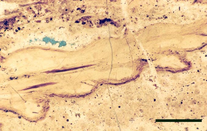 Slightly oblique section through a prostrate aerial axis of Nothia aphylla showing irregular surface to epidermis and divided vascular strand (scale bar = 1mm).