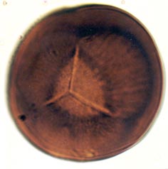 Retusotriletes sp., spore diameter approximately 40μm (Copyright owned by University of Sheffield).