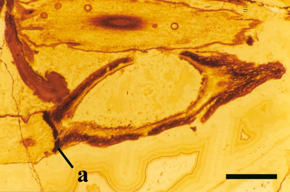 A split, empty sporangium of Rhynia still attached to a prostrate, partially decayed axis showing the dark 'sterile pad' (a) (scale bar = 1mm) (Copyright owned by The Natural History Museum).