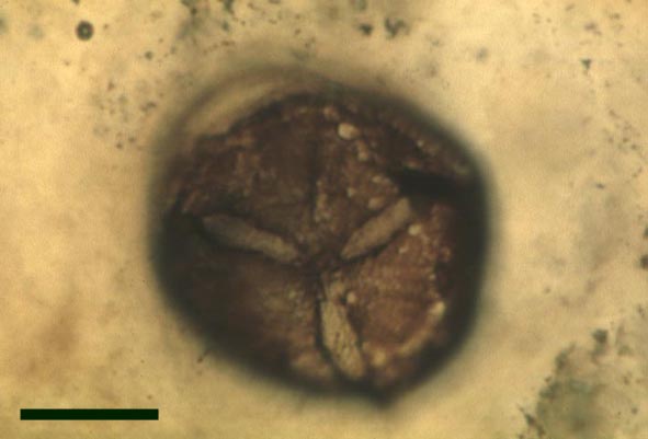 Spore preserved at the initial stage of germination where the trilete mark is beginning to split (scale bar = 25μm) (Copyright owned by University Münster).