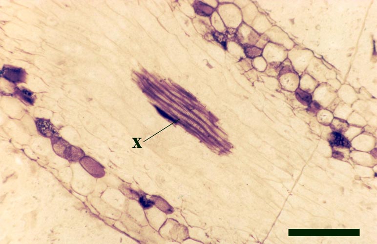 Slightly oblique section of a rhizomal axis clearly showing the sub-terete xylem strand (x) (scale bar = 500μm).