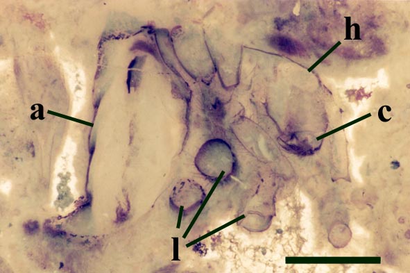 A curled up trigonotarbid, Palaeocharinus rhyniensis, in a thin section of Rhynie chert; showing  segmented abdomen (a), head (h), chelicerae or 'fangs' (c) and cross sections of the walking legs (l) (scale bar = 1 mm).
