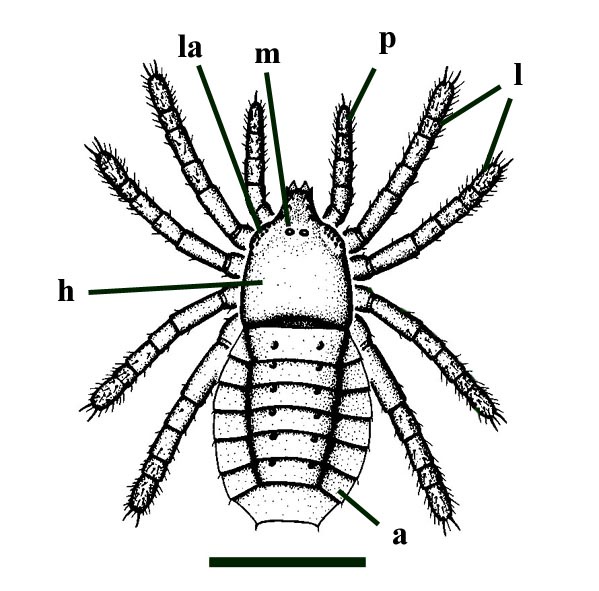 Reconstruction of a trigonotarbid arachnid from the Rhynie Chert, Palaeocharinus rhyniensis, showing segmented abdomen (a), walking legs (l), pedipalps (p) and head (h) with lateral (la) and median eyes (m). (after Dunlop 1996b) (scale bar = 2mm).