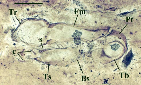 An isolated walking leg of Palaeocharinus showing almost a  full series of podomeres (coxa missing); the trochanter (Tr), femur (Fm), patella (Pt) , tibia (Tb), basitarsus (Bs) and telotarsus (Ts). The pair of apical claws (c) and setae (s) are also shown (scale bar = 250 μm).