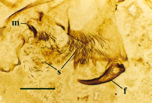 Close up on the mouthparts of Palaeocharinus showing position of mouth (m), dense setae (s) and a well preserved chelicera or fang (f) (scale bar = 250 μm) (Copyright owned by The Natural History Museum).