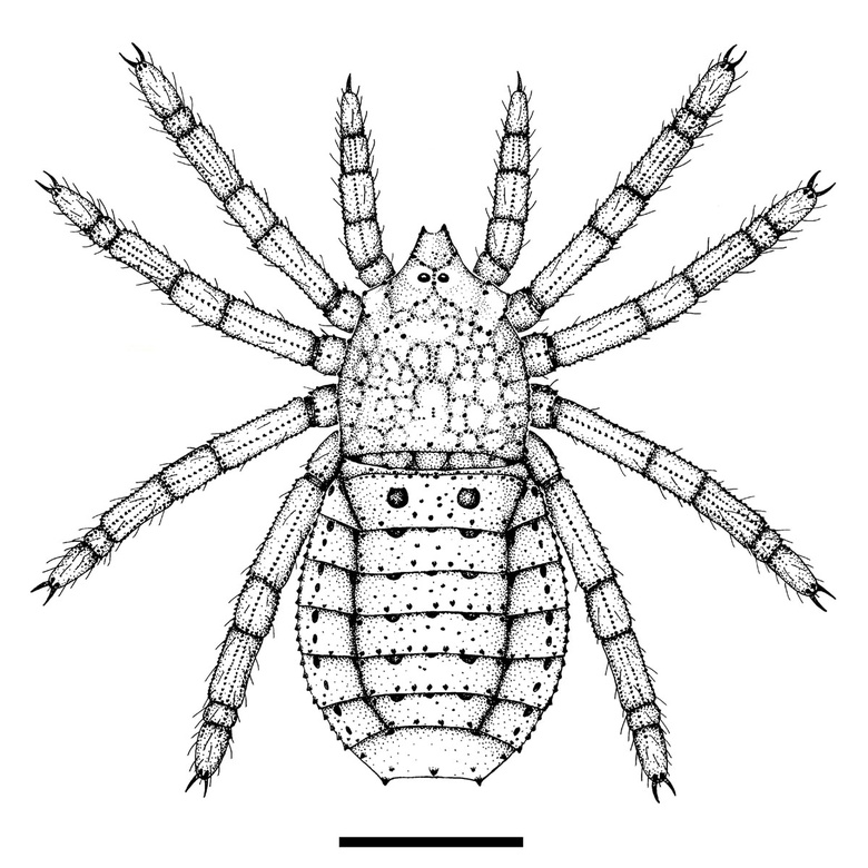 Reconstruction of Palaeocharinus tuberculatus, a new trigonotarbid arachnid species from the Windyfield Chert, showing the distinctive micro-tuberculate ornament on the body and legs (Fayers et al. in press) (scale bar = 2mm).