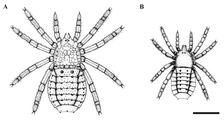 Reconstructions of two of the Rhynie trigonotarbids (Palaeocharinidae) from a dorsal aspect: A. Palaeocharinus tuberculatus (after Fayers et al. 2004), B. Palaeocharinus rhyniensis (after Dunlop 1996b) (scale bar = 2 mm).