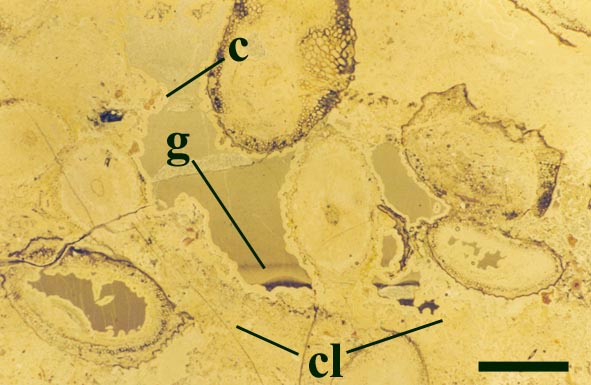 Thin section of Windyfield chert, from the same massive and vuggy block illustrated above, showing partially decayed stems and sporangia of Ventarura lyonii enclosed in a patchy, organic-rich, clotted chert matrix (cl). Open voids in the matrix have been lined with an overlay of chert cement (c) and later in filled by geopetal sediment (g) and cryptocrystalline chert. The preservation of this open framework suggests initial silicification of the matrix and plants occurred whilst still in an aquatic setting before exposure and/or burial (scale bar = 2mm).